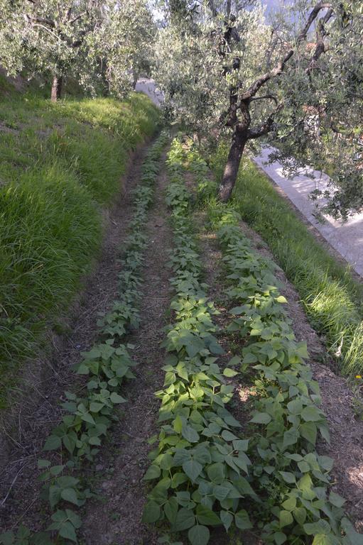 B&B Il Trebbio Corsanico-Bargecchia Buitenkant foto
